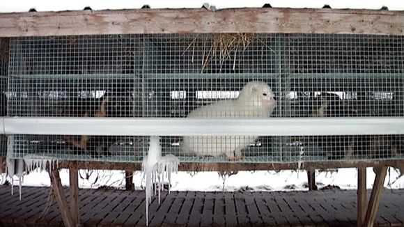 Fox pelts are a lucrative export product. (Yle)
