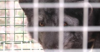 A caged fox. (Kalle Niskala / Yle)