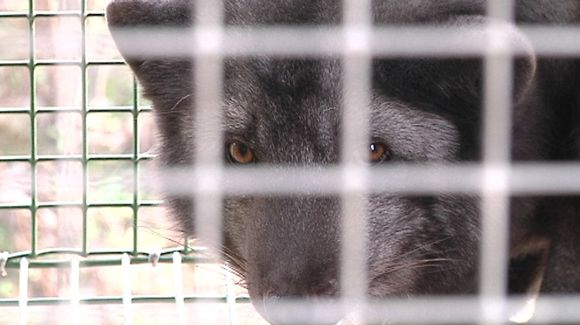A caged fox. (Kalle Niskala / Yle)