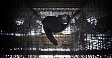 Mink farming in increasingly controversial in Sweden. (Radio Sweden)