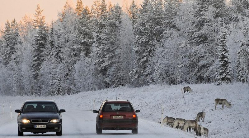 Reindeers graze close to a snowy road in Finnish Lapland. (Olivier Morin / AFP)