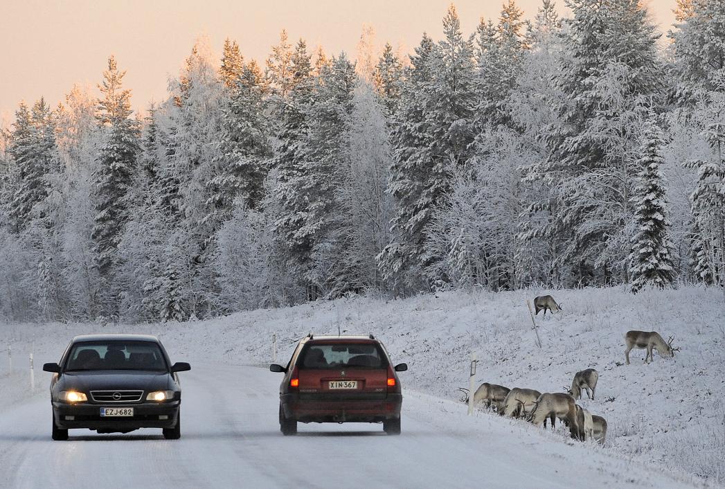 Reindeers graze close to a snowy road in Finnish Lapland. (Olivier Morin / AFP)