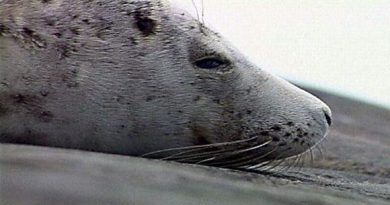 A grey seal. Hunters will be allowed to take over 1000 this season. (YLE)