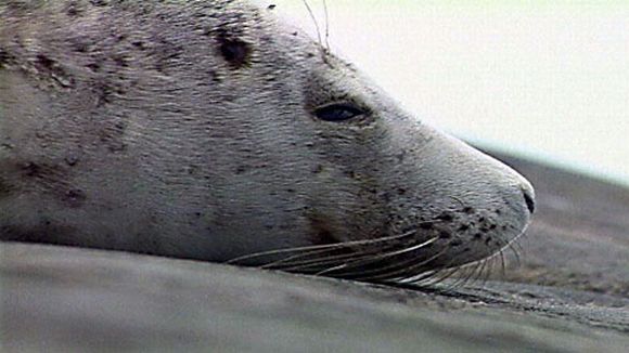 A grey seal. Hunters will be allowed to take over 1000 this season. (YLE)