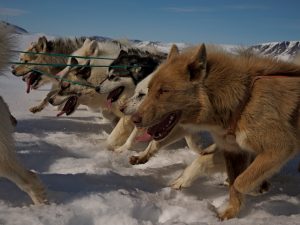 A still shot from the film Vanishing Point. Sled dogs are still used for hunting and travelling in northwestern Greenland. (Julia Szucs / NFB)