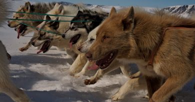 A still shot from the film Vanishing Point. Sled dogs are still used for hunting and travelling in northwestern Greenland. (Julia Szucs / NFB)
