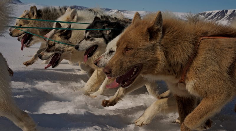 A still shot from the film Vanishing Point. Sled dogs are still used for hunting and travelling in northwestern Greenland. (Julia Szucs / NFB)