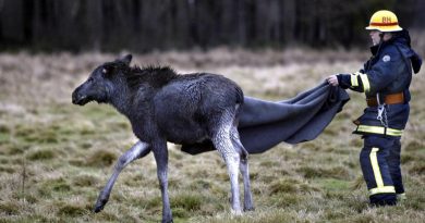 A fireman sets an elk free after saving it from a river bed where it was trapped. (Johan Presson / Scanpix / AFP)