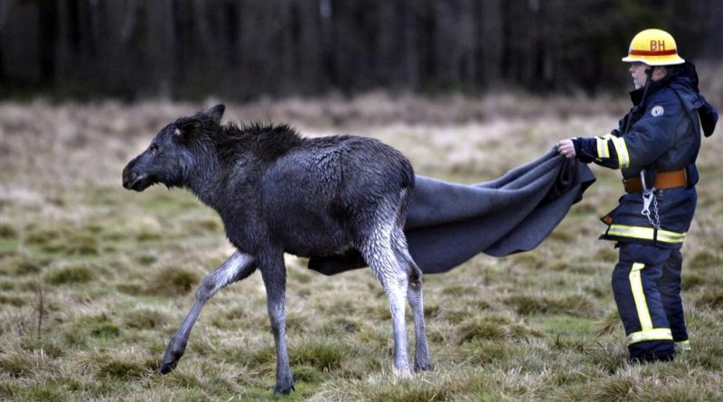 A fireman sets an elk free after saving it from a river bed where it was trapped. (Johan Presson / Scanpix / AFP)