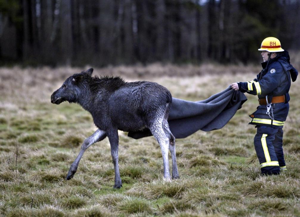 A fireman sets an elk calf free after saving it from a river bed where it was trapped. (Johan Presson / Scanpix / AFP)