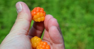 Berry picking addicts are enjoying a fruitful season this year. (Vesa Vaarama / Yle)