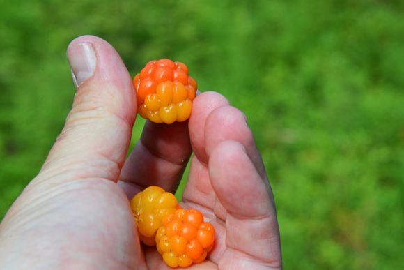 Berry picking addicts are enjoying a fruitful season this year. (Vesa Vaarama / Yle)