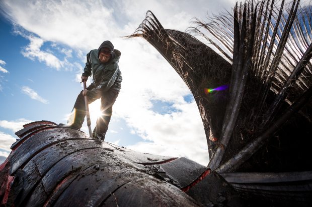 Eddie Rexford butchering a bowhead whale head on the beach in Kaktovik. September 6, 2012. (Loren Holmes / Alaska Dispatch)