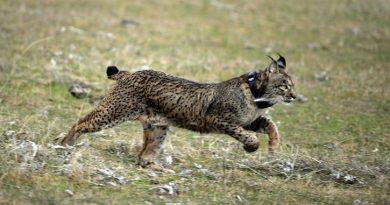 Lynx are one of the animals covered in the new legislation. (Christina Quicler / AFP)