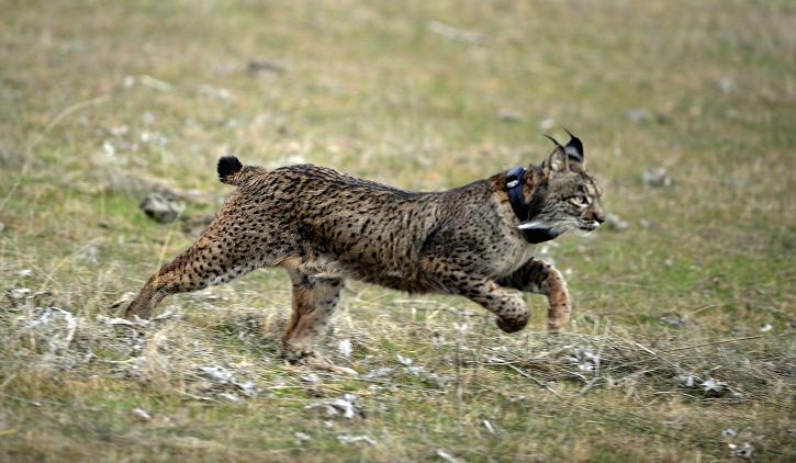 Lynx are one of the animals covered in the new legislation. (Christina Quicler / AFP)