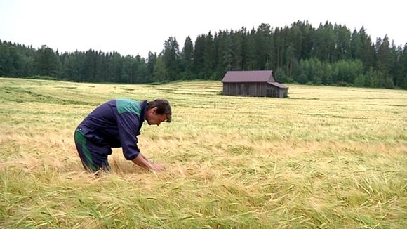 Success or sting of failure? Much is riding upon the fields of barley... (Niko Rönkkö / Yle)