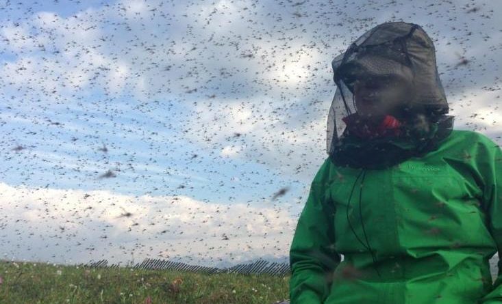 Researcher Shannan Sweet engulfed in mosquito swarms at Toolik Field Station, north of the Brooks Range. (Courtesy Jesse Krause / Alaska Dispatch)