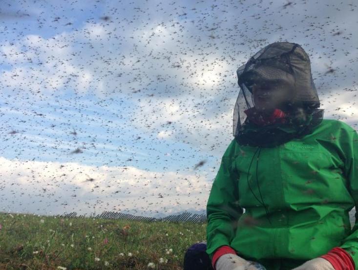Researcher Shannan Sweet engulfed in mosquito swarms at Toolik Field Station, north of the Brooks Range. (Courtesy Jesse Krause / Alaska Dispatch) 