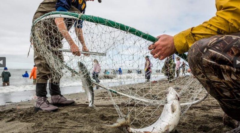 "I've never gotten a double before," exclaimed Steve Delehanty, from Homer. Delehanty was one of the thousands of Alaskans who flocked to the mouth of the Kenai River on Wednesday, July 17, 2013, hoping to catch the limit of sockeye salmon. The day before was a record day for the Kenai, with almost 250,000 fish counted at a sonar station 19 miles upriver from the mouth. (Loren Holmes / Alaska Dispatch)