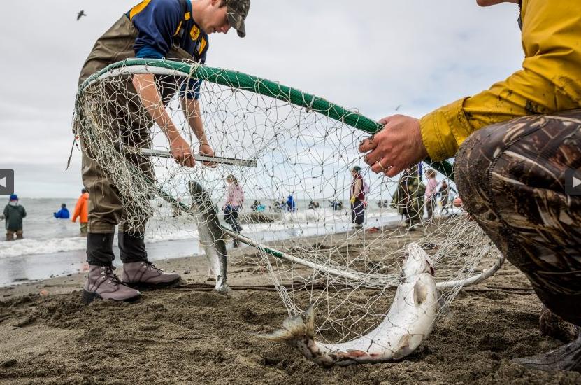 Dipnetting in Alaska's Kenai River's red salmon rodeo – Eye on the Arctic