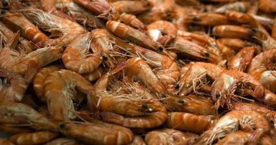 It's forbidden in Sweden to throw back poor quality shrimp in order to get a more valuable catch. (Joel Saget / AFP)