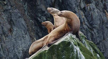Steller sea lions are listed as threatened under the Endangered Species Act. (Alaska Department of Fish and Game / Alaska Dispatch)