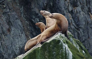 Steller sea lions are listed as threatened under the Endangered Species Act. (Alaska Department of Fish and Game / Alaska Dispatch)