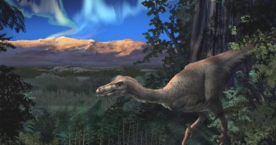 An artist's rendering of a Cretaceous-era sickle-toed hunter in Alaska. (Courtesy Perot Museum of Science and Nature / Alaska Dispatch)