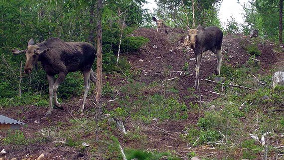 Sweden's drunken elks threaten home owner – Eye on the Arctic