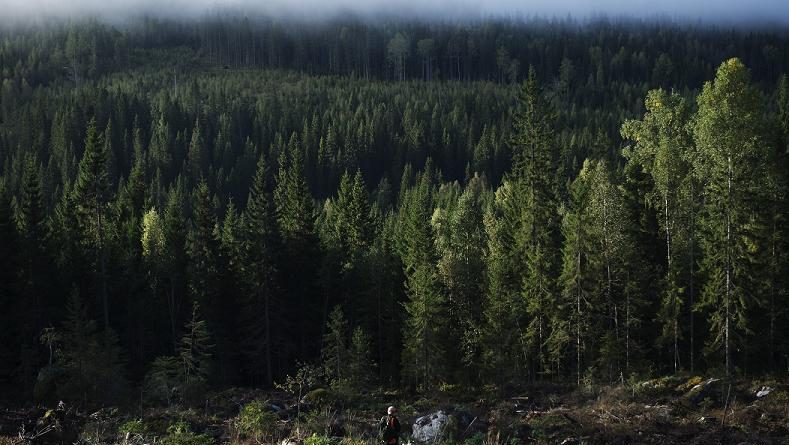 Sweden's 'outdoor access rights' have been translated into several languages to encourage immigrants to explore nature. (Jonathan Nackstrand / AFP)