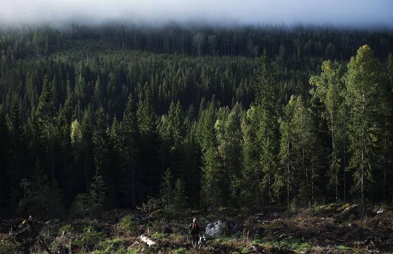 It's estimated that up to 80 percent of Sweden's elm trees may die within the next decade, due to the disease.(Jonathan Nackstrand / AFP)