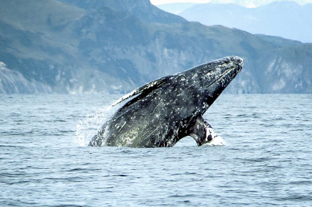 Gray Whale breaching. Gray Whales are distinguished from Humpbacks by their lack of a dorsal fin, among other characteristics. Merrill Gosho / NOAA photo