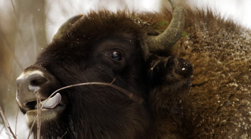 Anthrax probably killed more bison than surveyors counted, but their carcasses may be in wooded areas and weren't found by crews. (Vasily Fedosenko/Reuters)