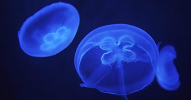 Is climate change responsible for the decline of moon jellyfish in Sweden? (Attila Kisbenedek)
