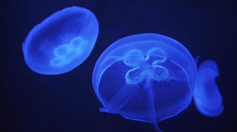 Is climate change responsible for the decline of moon jellyfish in Sweden? (Attila Kisbenedek)