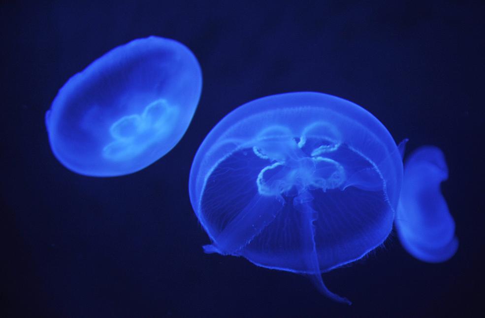 Is climate change responsible for the decline of moon jellyfish in Sweden? (Attila Kisbenedek)