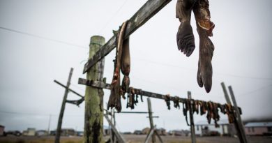 Walrus carcasses hanging to dry in the St. Lawrence island village of Gambell. August 29, 2012. (Loren Holmes / Alaska Dispatch)