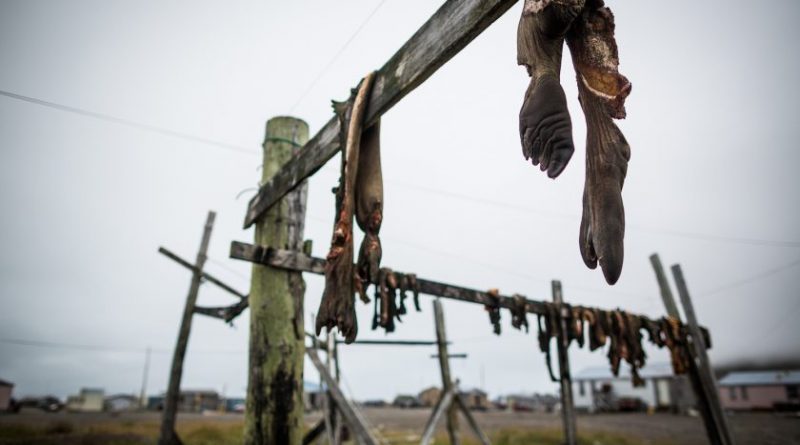 Walrus carcasses hanging to dry in the St. Lawrence island village of Gambell. August 29, 2012. (Loren Holmes / Alaska Dispatch)