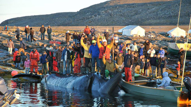 Hunters from Pangnirtung, Nunavut, succeeded in catching a bowhead whale Tuesday afternoon near the historic whaling station at Kekerten Island in Cumberland Sound. (Photo courtesy of Timiusie Dialla / CBC.ca)