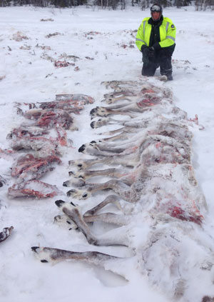 The department said some of the meat wasted was suitable for food, including legs above the knee, rump, ribs and backstraps. (N.W.T. Department of Environment and Natural Resources)