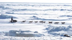 Traîneau à chiens sur la mer de Béring (Mark Thiessen / AP)