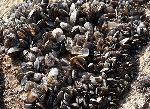The Swedish Agency for Marine and Water Management says zebra mussel grow at a fast rate and in dense clusters with up to 10,000 mussels per square meter. (Kilian Fichou / AFP)
