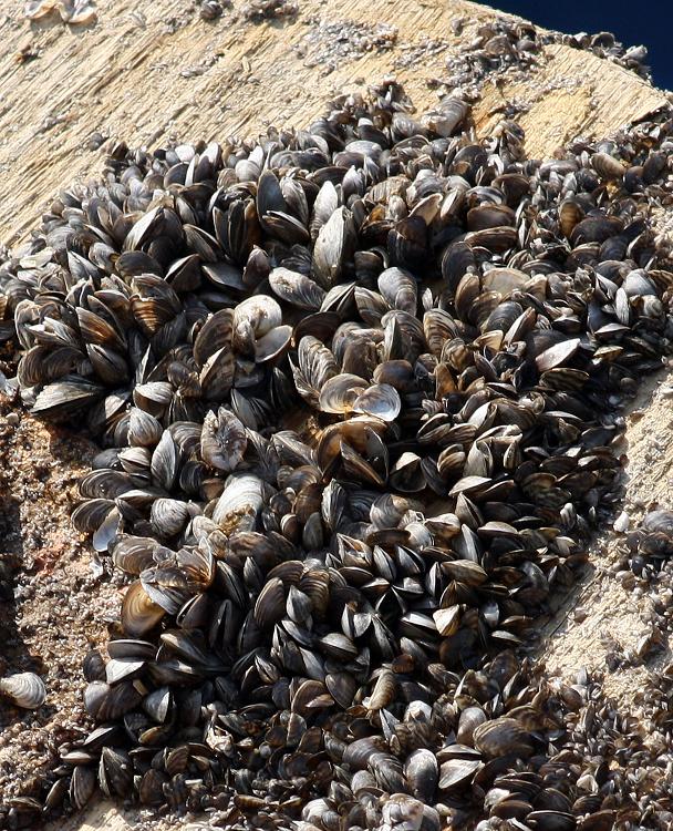 The Swedish Agency for Marine and Water Management says zebra mussel grow at a fast rate and in dense clusters with up to 10,000 mussels per square meter. (Kilian Fichou / AFP)