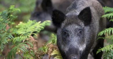 Police officers rescued two young men attacked by wild boars. (Joel Saget/AFP)