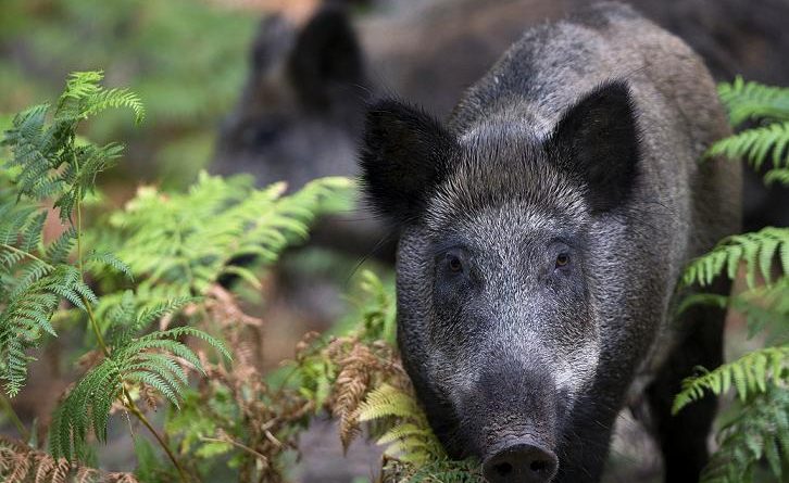 Police officers rescued two young men attacked by wild boars. (Joel Saget/AFP)