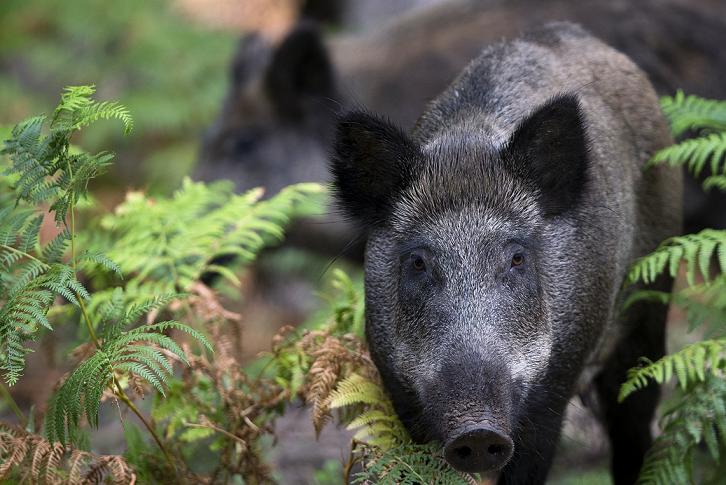 Police officers rescued two young men attacked by wild boars. (Joel Saget/AFP)