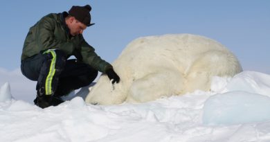 Dr. Eric Regehr monitors a polar bear during Chukchi Sea research in 2013. This is one of 68 bears that the U.S. Fish and Wildlife Service sedated, studied, and released as part of the ongoing project. (Photo courtesy of the U.S. Fish and Wildlife Service.)