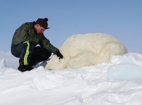 Dr. Eric Regehr monitors a polar bear during Chukchi Sea research in 2013. This is one of 68 bears that the U.S. Fish and Wildlife Service sedated, studied, and released as part of the ongoing project. (Photo courtesy of the U.S. Fish and Wildlife Service.)