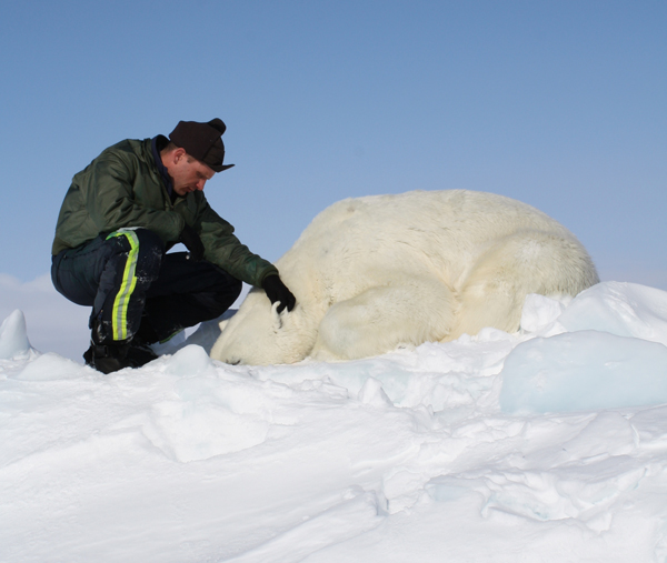 Dr. Eric Regehr monitors a polar bear during Chukchi Sea research in 2013. This is one of 68 bears that the U.S. Fish and Wildlife Service sedated, studied, and released as part of the ongoing project. (Photo courtesy of the U.S. Fish and Wildlife Service.)