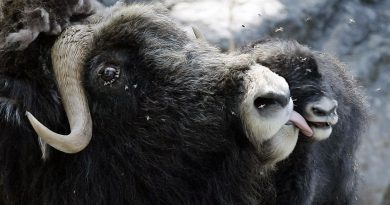 Last year the Erysipelas bacteria killed more than 100 muskox on Banks Island in the Arctic Ocean. (Peter Klaunzer/Associated Press)